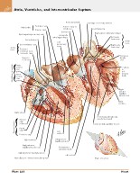 Frank H. Netter, MD - Atlas of Human Anatomy (6th ed ) 2014, page 251